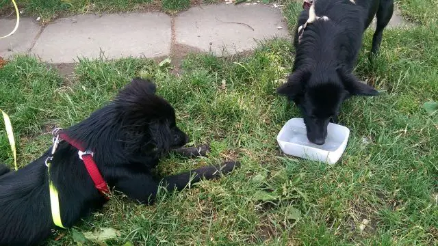 Dogs drinking Water in a Garden of a Restaurant © echonet.at / rv